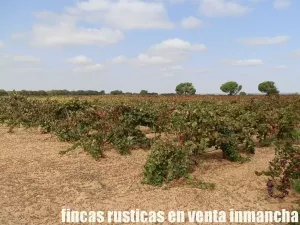 finca en venta 42 has viña regadío Cuenca