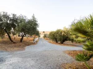 Finca de olivos de 41 ha con dos viviendas