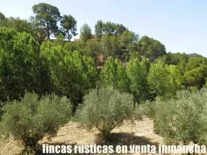 finca en venta 60 has. recreo Alicante