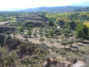 VENTA Olivar Alborache