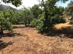 FINCA EN VENTA EN SIERRA DE ARACENA Y PICOS