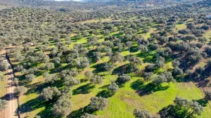 Finca agrícola y ganadera en Córdoba