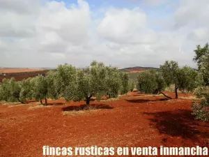 finca en venta 46 has. olivar tierra riego