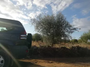 OLIVAR EN LAS FALDAS DE SIERRA DE MONTÁNCHEZ