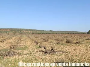 finca venta 22 has labor riego en Valdepeñas