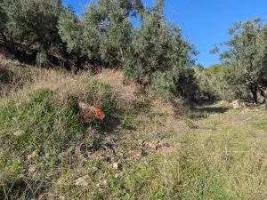 Finca rústica con olivos y buenas vistas