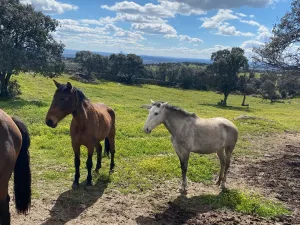 FINCA HIPICA Y DE RECREO EN MADRID - 1511