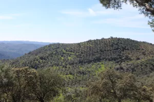 FINCA DE CAZA Y RECREO EN CORDOBA - 1487