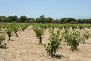 FINCA DE RECREO EN TOLEDO