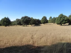 FINCA CINEGETICA EN GUADALAJARA - 1409