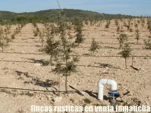 finca en venta 23 has. encina para trufa