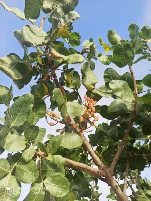 FINCA DE PISTACHOS EN EL SUR DE ESPAÑA