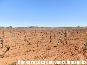 finca en venta 50 has. olivar viña riego
