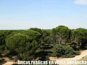 finca en venta 240 has. labor pinar maderable