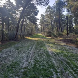 Venta finca forestal y 1.918m2 edificacion