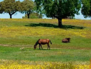 🌿 Finca en la Sierra Norte de Sevilla 42 ha