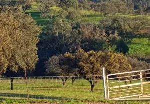 Dehesa 207 Hectáreas en Huelva