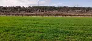Se vende 3 parcelas agrarias de 10 ha