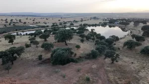 Finca Logrosan
