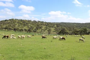 Preciosa dehesa en Jaén ref. 1524