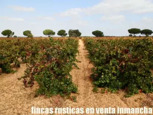 finca en venta 42 has viña regadío Cuenca