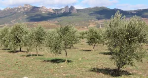 Finca Recreo totalmente equipada 130 olivos.