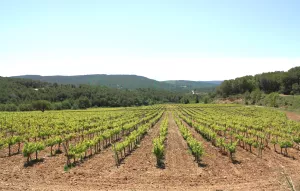 Finca con viñedo y masia rural