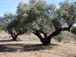 VENTA Olivar Alborache