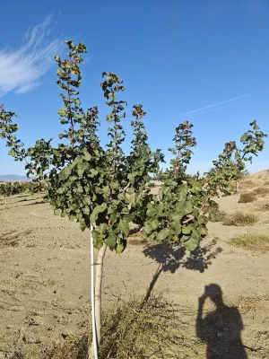 FINCA ALMENDROS Y PISTACHOS REGADÍO