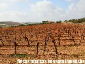 finca en venta 46 has. olivar tierra riego