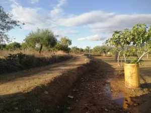 OLIVAR EN LAS FALDAS DE SIERRA DE MONTÁNCHEZ