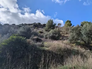 Finca rústica con olivos y buenas vistas