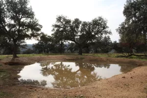 Finca de caza en Ciudad Real Ref. 1519