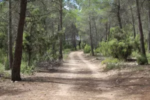 FINCA DE RECREO Y CAZA EN CUENCA - 1517