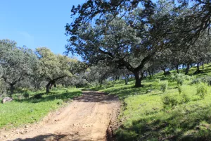 FINCA DE CAZA Y RECREO EN CORDOBA - 1487