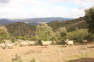 FINCA DE RECREO Y GANADERA EN SEVILLA - 1435