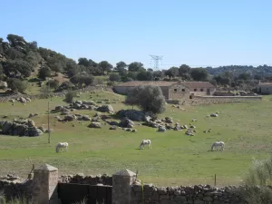 FINCA GANADERA EN TOLEDO