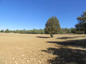 FINCA CINEGETICA EN GUADALAJARA - 1409