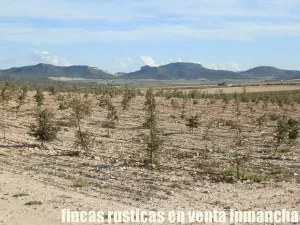 finca en venta 23 has. encina para trufa