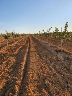 FINCA DE PISTACHOS EN EL SUR DE ESPAÑA