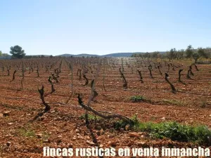 finca en venta 50 has. olivar viña riego
