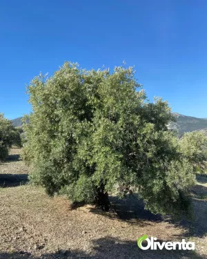 Olivar con 400 olivos en Pegalajar – Buen acc