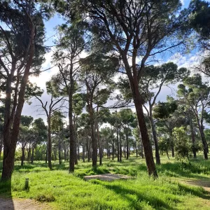 Venta finca forestal y 1.918m2 edificacion