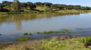 Dehesa 207 Hectáreas en Huelva
