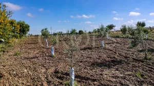 En venta finca ecuestre Costa de la Luz