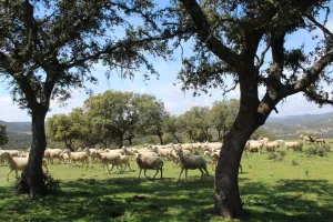 Preciosa dehesa en Jaén ref. 1524