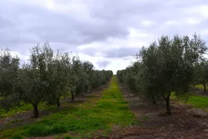 1750 HECTÁREAS DE OLIVAR - DEHESA Y GANADERA