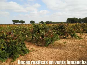 finca en venta 42 has viña regadío Cuenca