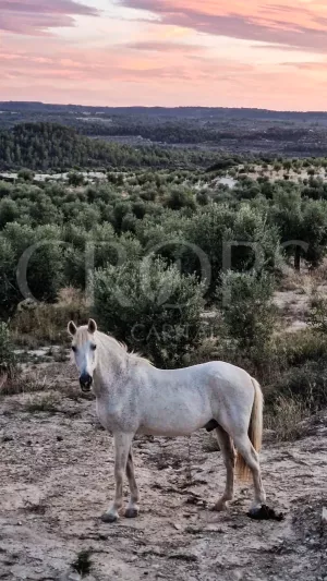 Finca residencial cerca de Lleida capital