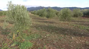 Finca Recreo totalmente equipada 130 olivos.